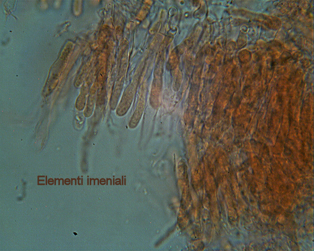 Escursione in cipresseta - 2